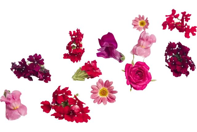 Eetbare bloem Valentijn mix 20-25st kist 8 stuks